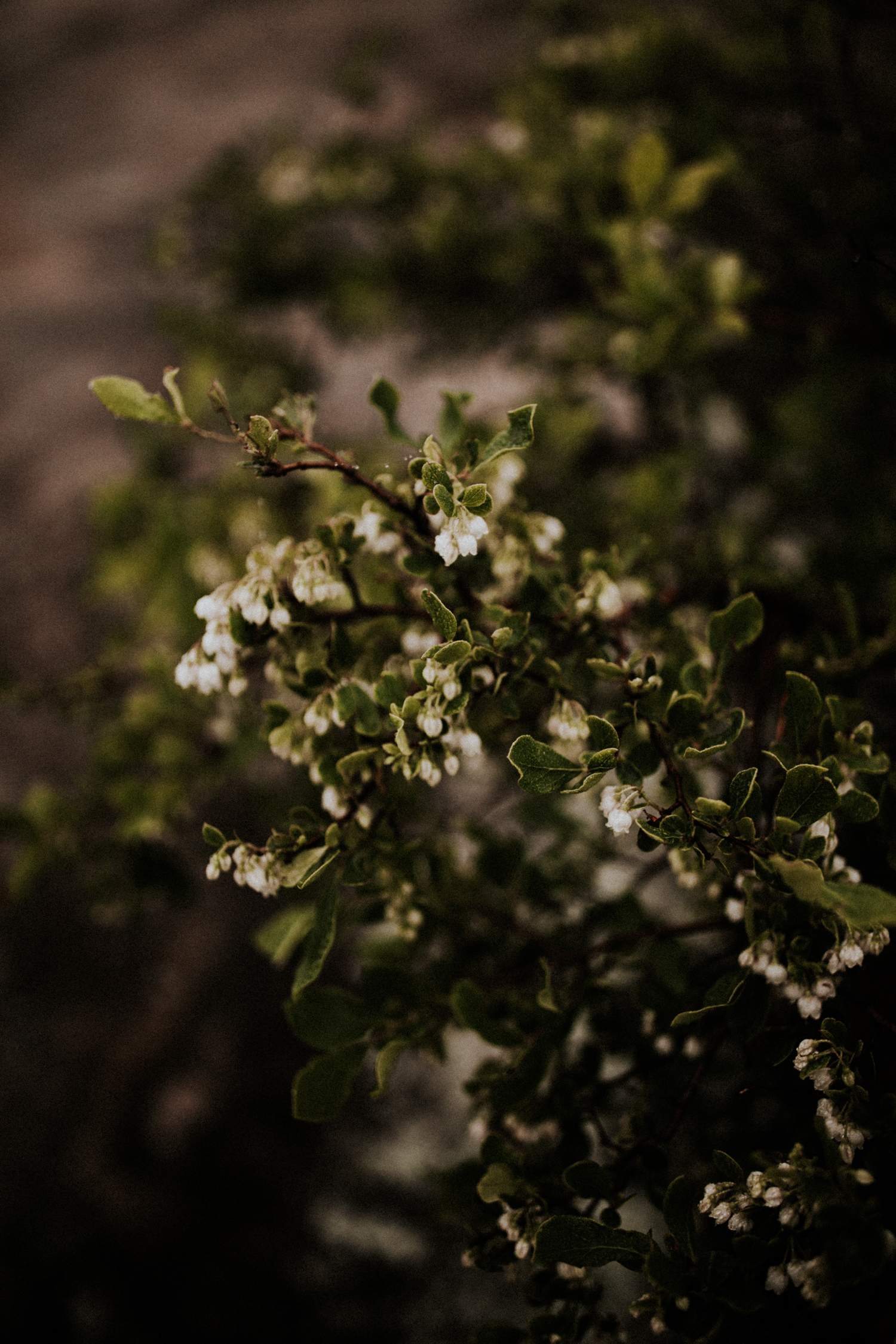 california+wedding+photographer-9825