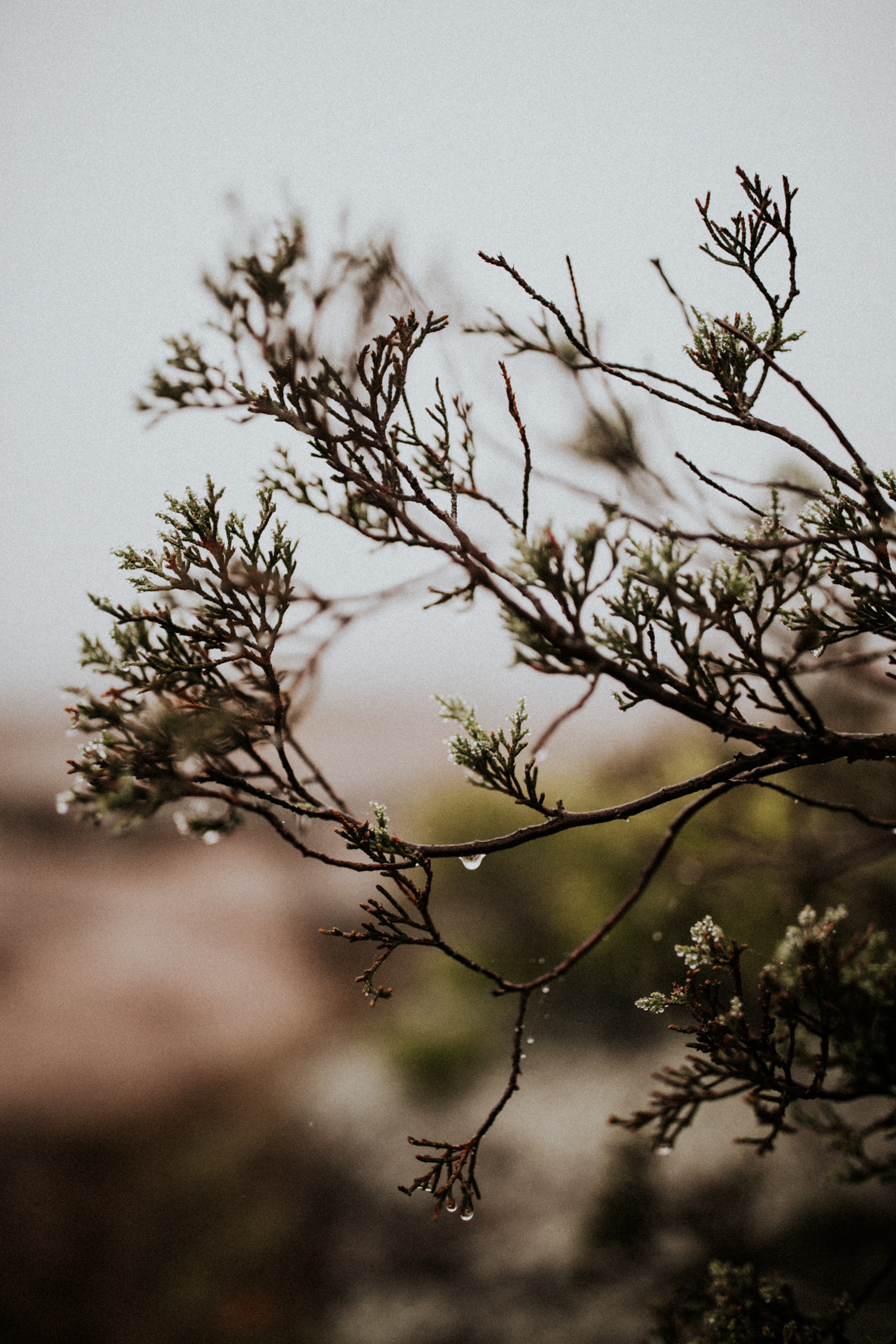 california+wedding+photographer-9826