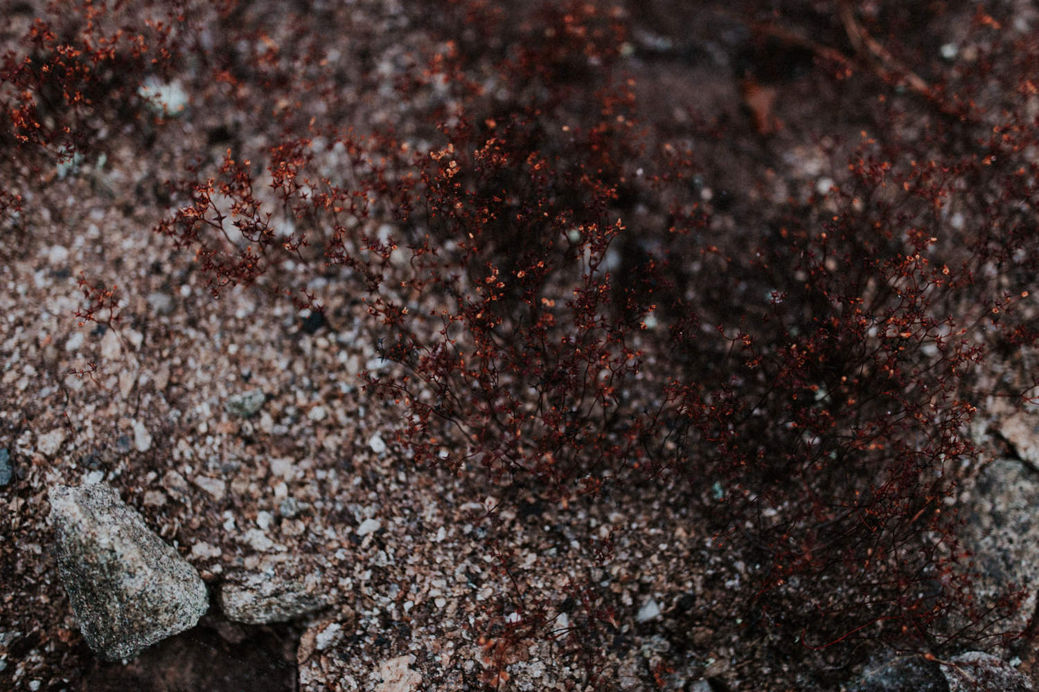 california+wedding+photographer-9891