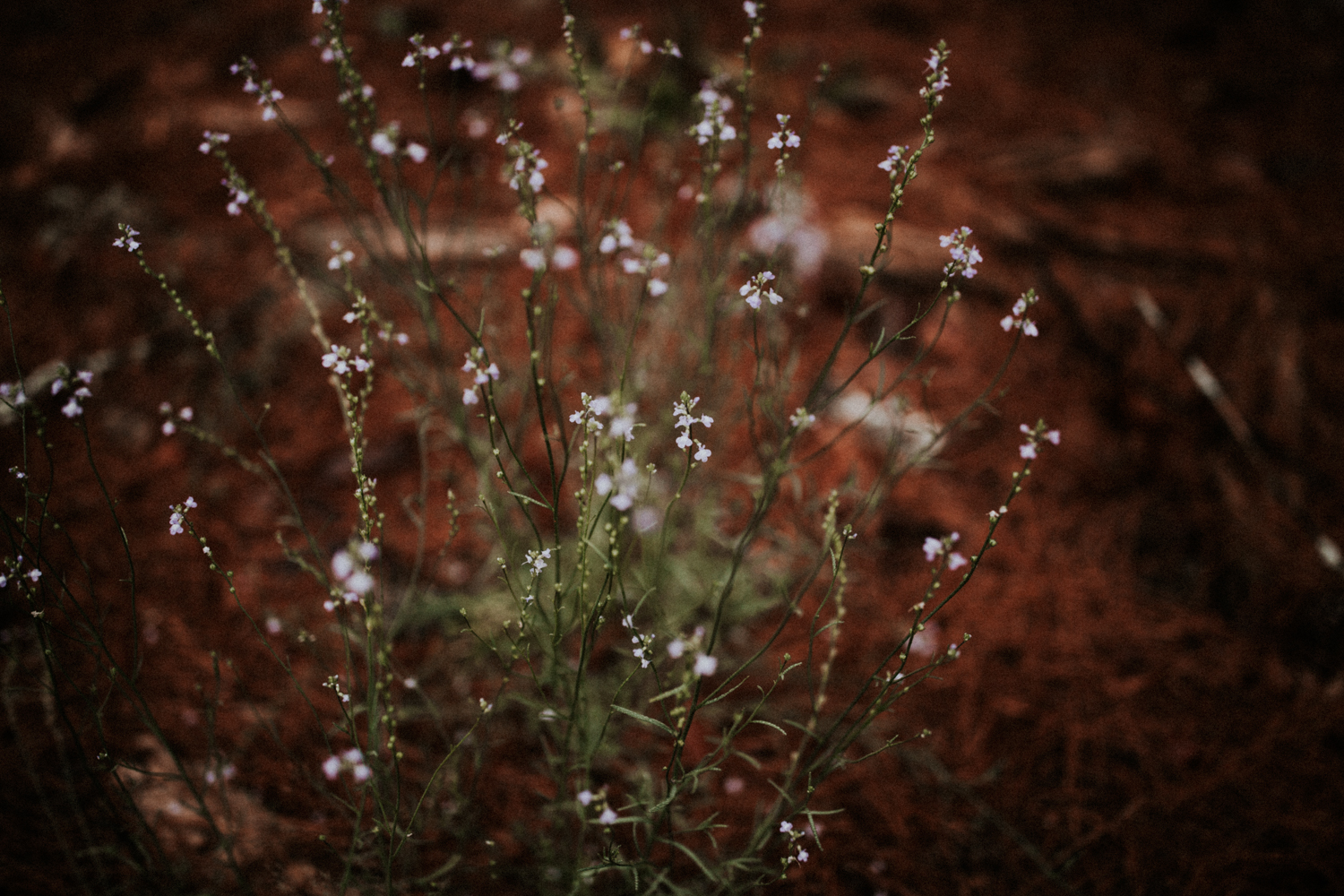 california+wedding+photographer-9897