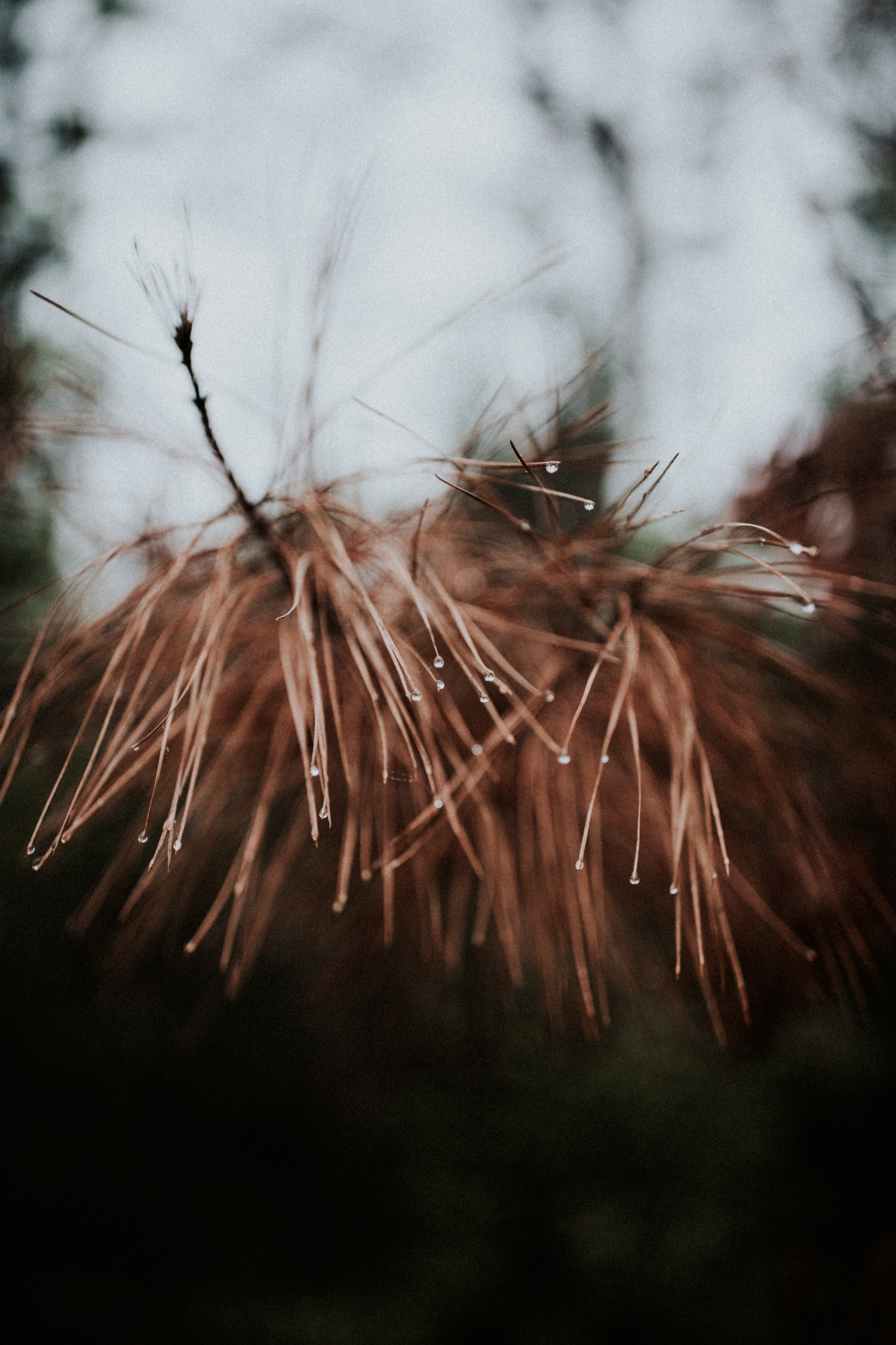 california+wedding+photographer-9901